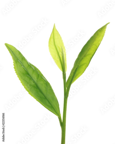 Photo: Camellia sinensis 'Benifuki' Camellia sinensis 'Benifuki'