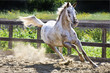 cavallo in corsa