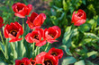 canvas print picture Tulpe