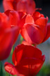 canvas print picture Bluetenhuellblaetter