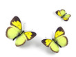 Butterfly - 3d render illustration on white background. Butterfly - 3d render illustration on white background.