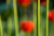 canvas print picture Schnittblume