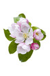 Bachblüten, Holzapfel