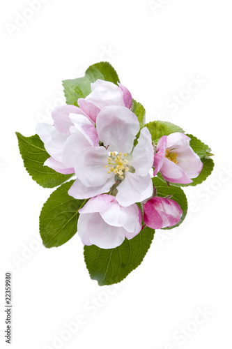 Photo: Bachblüten, Holzapfel Bachblüten, Holzapfel