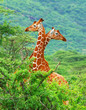 Family of giraffes Family of giraffes