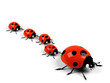 Ladybird on a white background.
