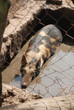 Cochon