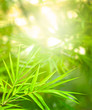 bamboo