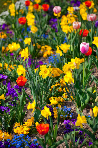 Foto: Sea of flowers Sea of flowers