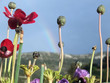 La primavera: flores y ARCO IRIS