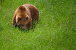 Oso pardo caminando