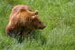 Oso pardo caminando