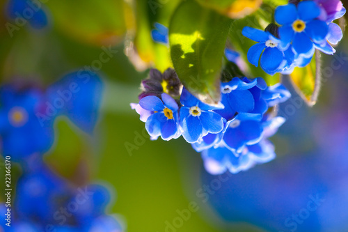 Foto: Blue forget-me-not Blue forget-me-not