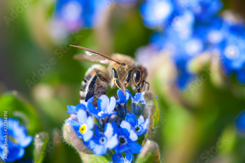 Foto: Blue forget-me-not with bee Blue forget-me-not with bee