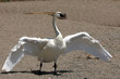 Tundra Swan