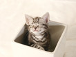 鉢に入った子猫