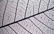 HOJA TRANSAPARENTE, OTOÑAL SIN CLOROFILA