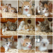 mosaico gattini nel cesto con griglia