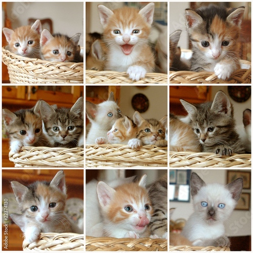 Photo: mosaico gattini nel cesto con griglia mosaico gattini nel cesto con griglia