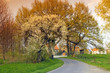 Bäume am Wegrand im Frühling