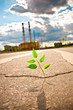 Photo: Young plant Young plant