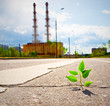 Photo: Young plant Young plant
