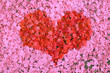 rotes Blumenherz in rosa Blütenmeer