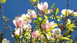 Video: magnolien baum vor blauem hintergrund magnolien baum vor blauem hintergrund