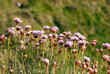 Armeria Maritima, Sea Pink or Thrift , Wild pink flowers