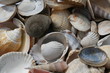Bergeweise Muscheln Bergeweise Muscheln