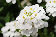 Schleifenblume