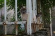 comme un lion en cage comme un lion en cage