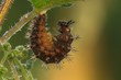 Raupe des Landkärtchens (Araschnia levana)