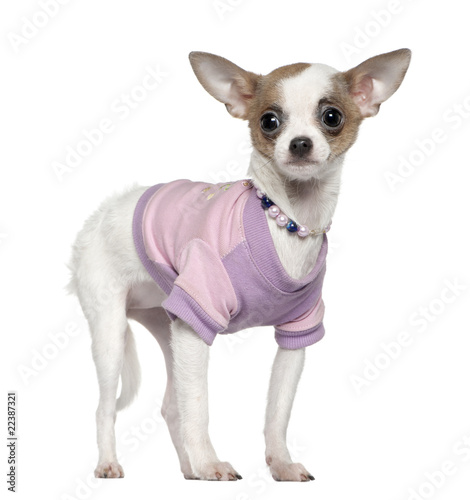 upchihuahua