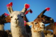 Lamas
