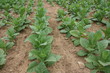 Jeunes plants de tabac