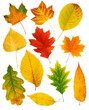 Fall leaves isolated on white Fall leaves isolated on white