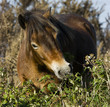 Wild exmoor pony grazing.