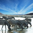 Zebras on waterhole
