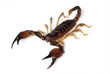 Insekt - Skorpion freigestellt Insekt - Skorpion freigestellt
