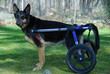 Dog in wheelchair