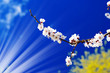 Tranquil scene blossom apricot tree by spring. Tranquil scene blossom apricot tree by spring.