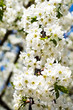 Blooming of cherry tree. Blooming of cherry tree.