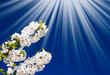 Fantastic beams above image of blooming cherry. Fantastic beams above image of blooming cherry.