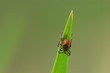 Zecke (Ixodes spec.)