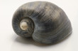 coquillage