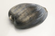 coquillage