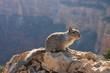 Eichhörnchen auf Felsen