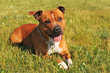staffordshire bull terrier staffordshire bull terrier