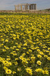 flores amarillas y monumento celta